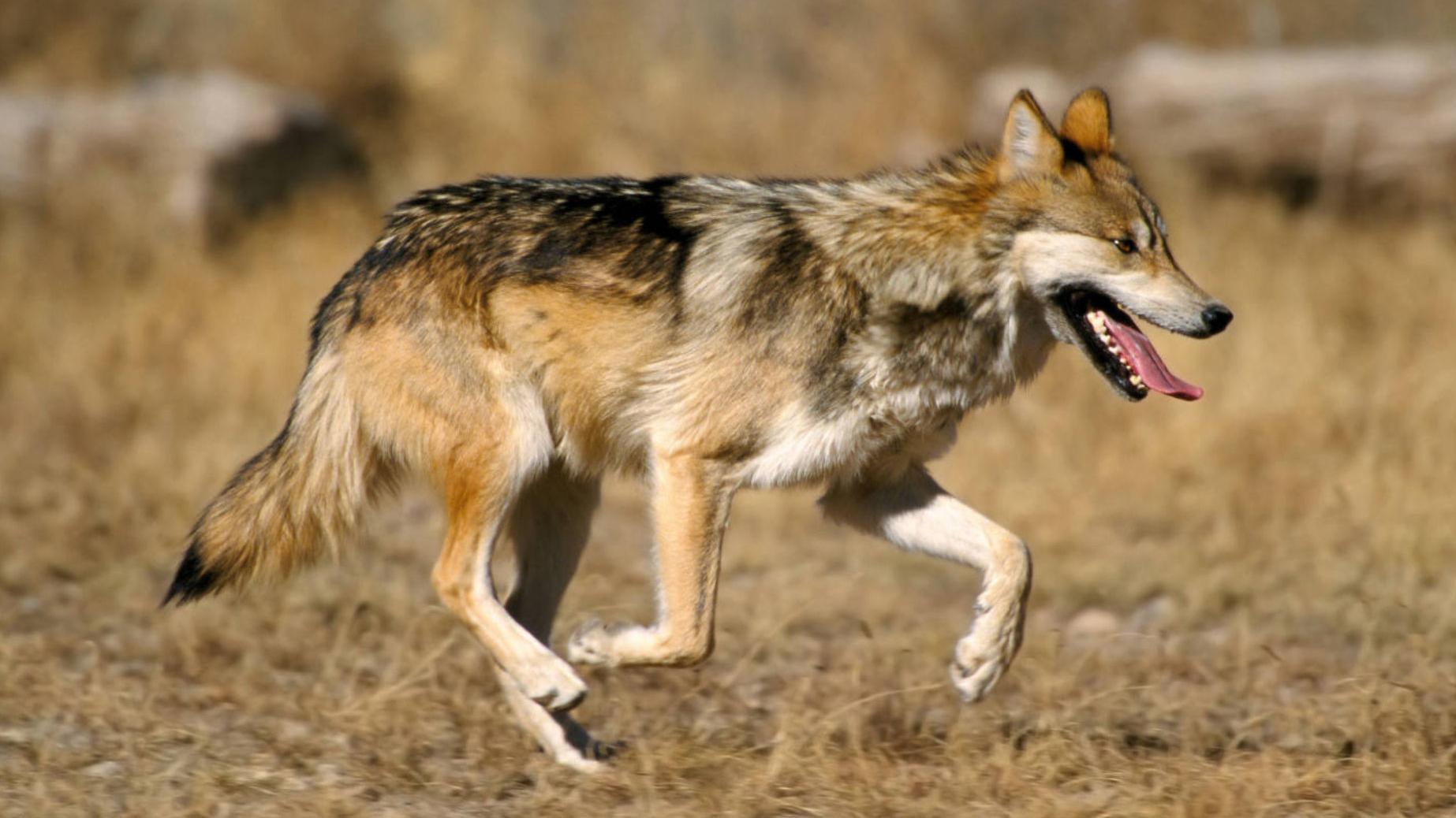 Conservation groups sue over Mexican wolf restoration program
